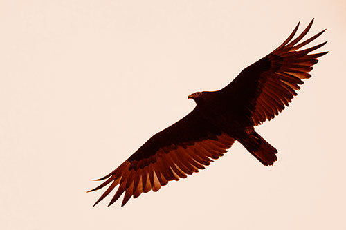 Soaring Turkey Vulture Flying Among Sky (Orange Shade Photo)