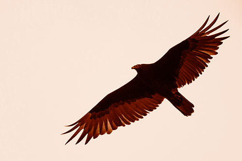 Soaring Turkey Vulture Flying Among Sky (Orange Shade)