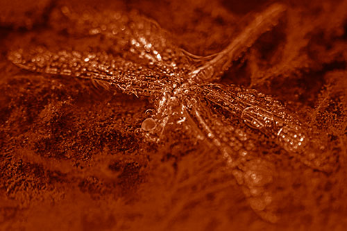 Soggy Dead Dragonfly Floating Atop Algae (Orange Shade Photo)