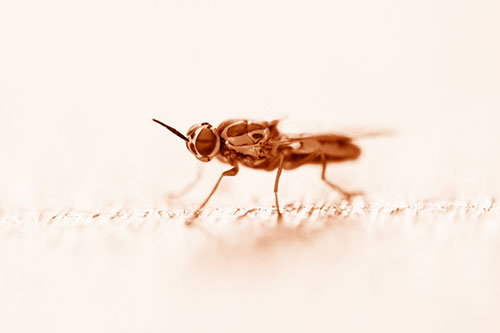 Soldier Fly Standing Still Among Light (Orange Shade)