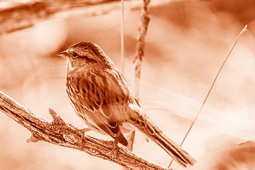 Song Sparrow Overlooking Water Pond (Orange Shade Photo)