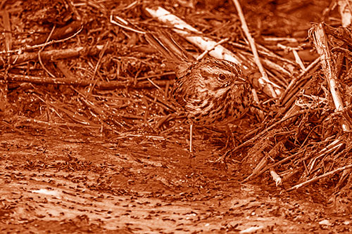 Song Sparrow Peeking Around Sticks (Orange Shade Photo)