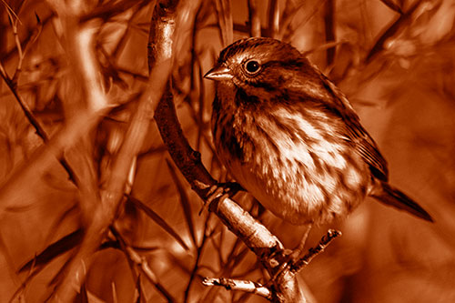 Song Sparrow Perched Along Curvy Tree Branch (Orange Shade Photo)