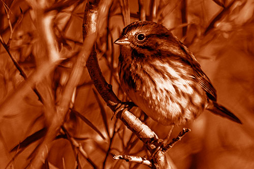 Song Sparrow Perched Along Curvy Tree Branch (Orange Shade)