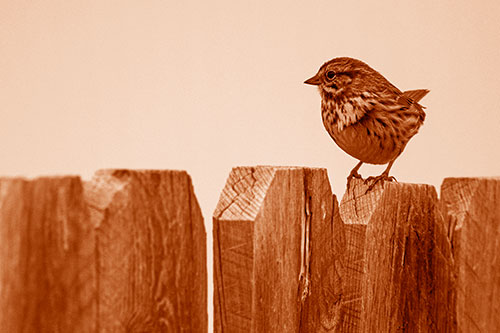 Song Sparrow Standing Atop Wooden Fence (Orange Shade Photo)