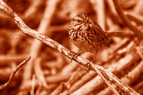 Song Sparrow Surfing Broken Tree Branch (Orange Shade Photo)