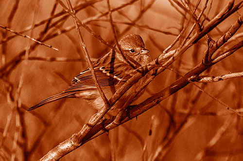 Song Sparrow Watches Sunrise Among Tree Branches (Orange Shade Photo)