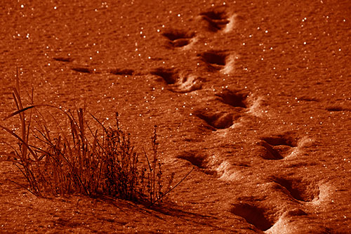 Sparkling Snow Footprints Across Frozen Lake (Orange Shade Photo)