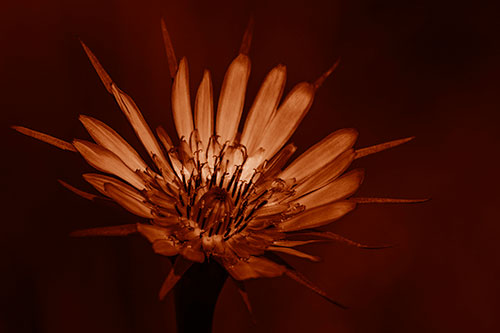 Spiky Salsify Flower Gathering Sunshine (Orange Shade Photo)