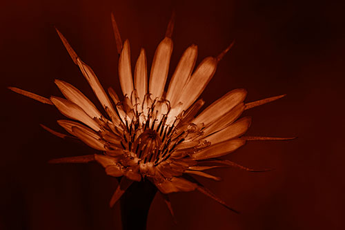 Spiky Salsify Flower Gathering Sunshine (Orange Shade)