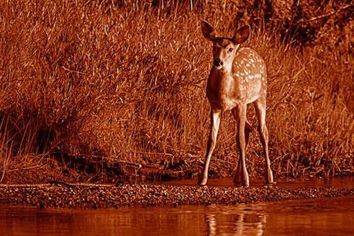 Spotted White Tailed Deer Standing Along River Shoreline (Orange Shade Photo)