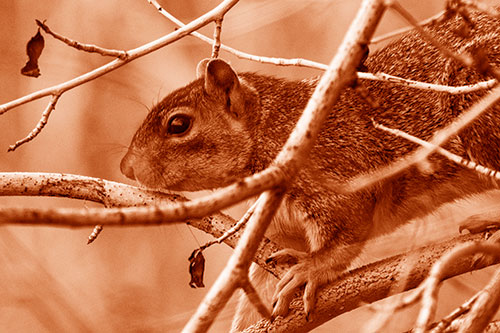 Squirrel Climbing Down From Tree Branches (Orange Shade Photo)