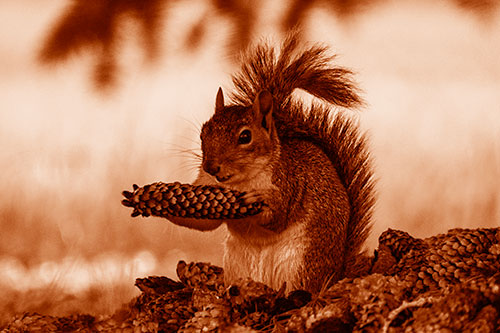 Squirrel Eating Pine Cones (Orange Shade Photo)