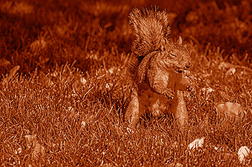 Squirrel Enjoying Breakfast Among Fallen Autumn Leaves (Orange Shade)