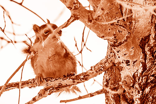 Squirrel Grabbing Chest Atop Two Tree Branches (Orange Shade Photo)