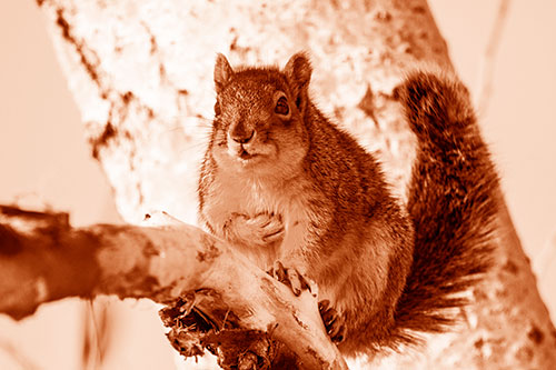 Squirrel Grasping Chest Atop Thick Tree Branch (Orange Shade Photo)