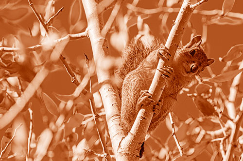 Squirrel Gripping Ahold Of Tree Branch (Orange Shade)