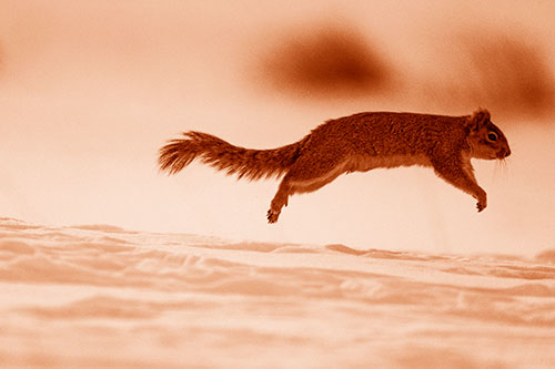 Squirrel Leap Flying Across Snow (Orange Shade Photo)