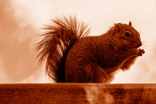 Squirrel Nibbles Breakfast Atop Concrete Skatepark (Orange Shade)