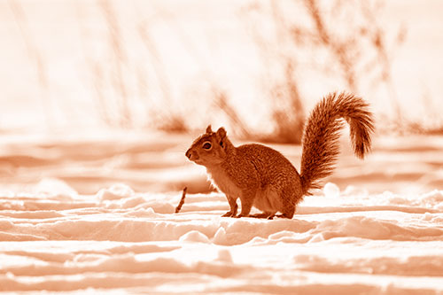 Squirrel Observing Snowy Terrain (Orange Shade Photo)