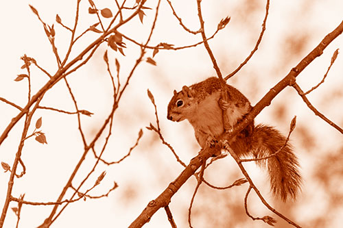 Squirrel Sits Among Sprouting Tree Branches (Orange Shade)