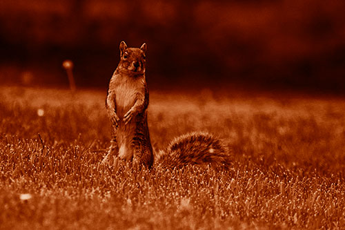 Squirrel Standing Atop Fresh Cut Grass On Hind Legs (Orange Shade Photo)