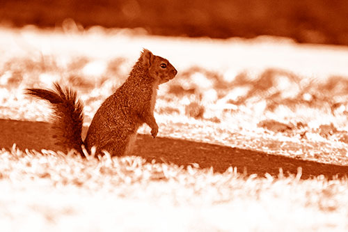 Squirrel Standing Upwards On Hind Legs (Orange Shade Photo)