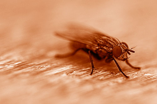 Standing Cluster Fly Resting Atop Wood (Orange Shade)