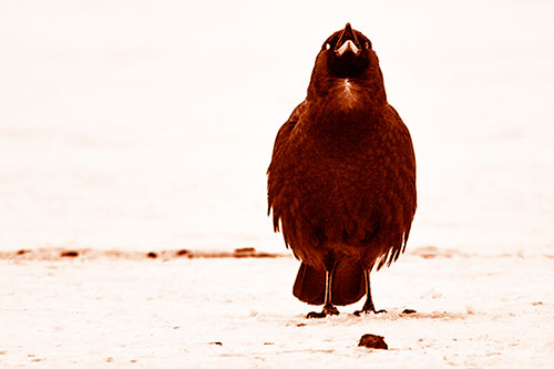 Standing Crow Cawing Loudly (Orange Shade)