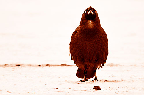 Standing Crow Cawing Loudly (Orange Shade Photo)