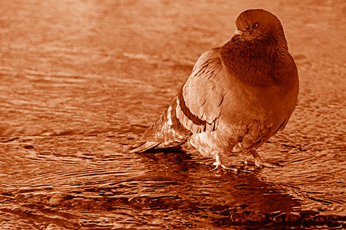 Standing Pigeon Gandering Atop River Water (Orange Shade Photo)
