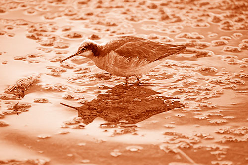 Standing Sandpiper Wading In Shallow Algae Filled Lake Water (Orange Shade Photo)