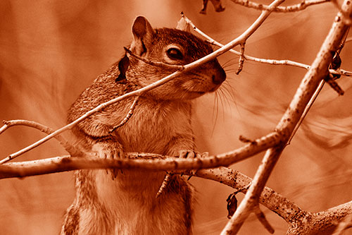Standing Squirrel Peeking Over Tree Branch (Orange Shade Photo)