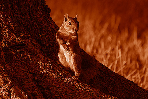Standing Squirrel Poses Among Sloping Tree Stump (Orange Shade)