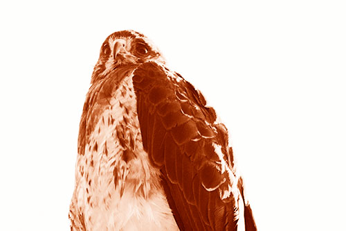 Startled Looking Rough Legged Hawk (Orange Shade Photo)