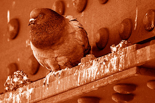 Steel Beam Perched Pigeon Keeping Watch (Orange Shade Photo)