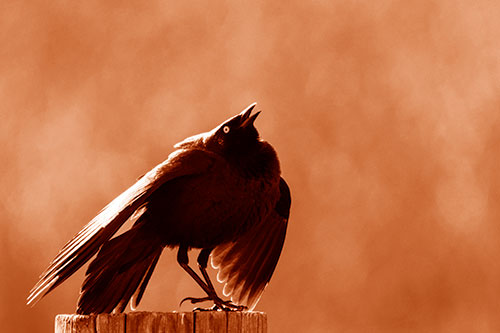 Stomping Grackle Croaking Atop Wooden Fence Post (Orange Shade Photo)