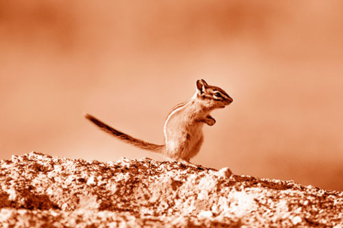 Straight Tailed Standing Chipmunk Clenching Paws (Orange Shade)