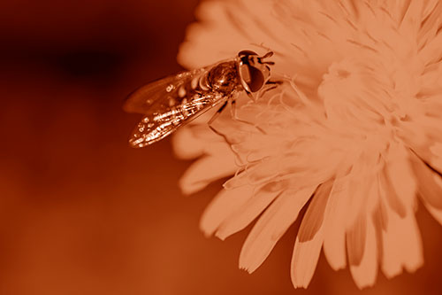 Striped Hoverfly Pollinating Flower (Orange Shade Photo)