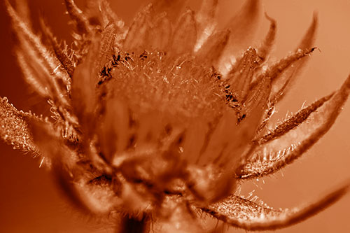 Sunflower Bud Unfurling Towards Sunlight (Orange Shade Photo)