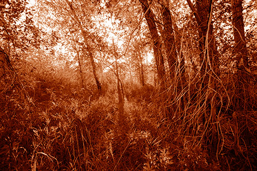 Sunlight Bursts Through Shaded Forest Trees (Orange Shade Photo)