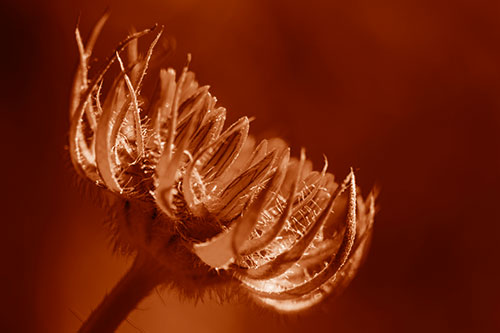 Sunlight Enters Spiky Unfurling Sunflower Bud (Orange Shade Photo)