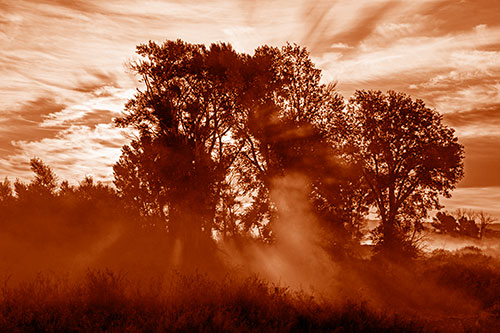 Sunlight Rays Burst Through Fog Surrounded Trees (Orange Shade Photo)