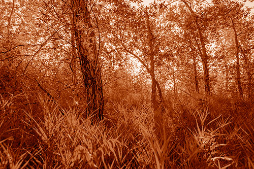 Sunrise Casts Forest Tree Shadows (Orange Shade Photo)