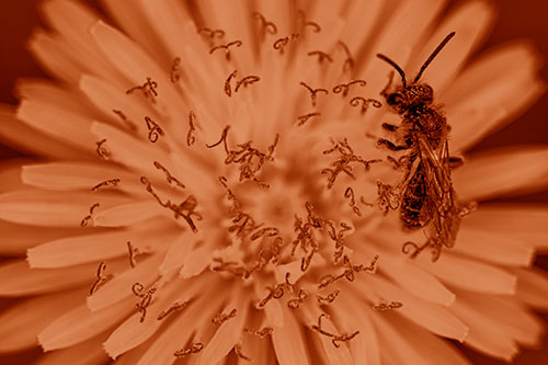 Sweat Bee Collecting Dandelion Pollen (Orange Shade Photo)