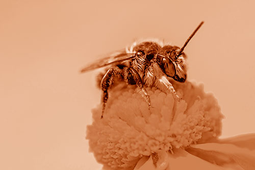 Sweat Bee Collecting Pollen Off Sneezeweed Flower (Orange Shade)