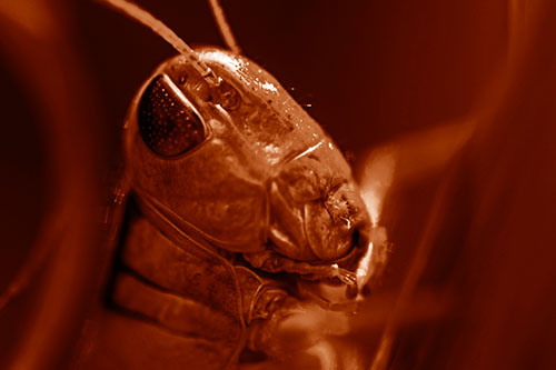 Sweaty Grasshopper Seeking Shade (Orange Shade Photo)