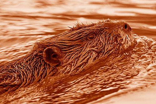 Swimming Beaver Keeping Head Above Water (Orange Shade Photo)