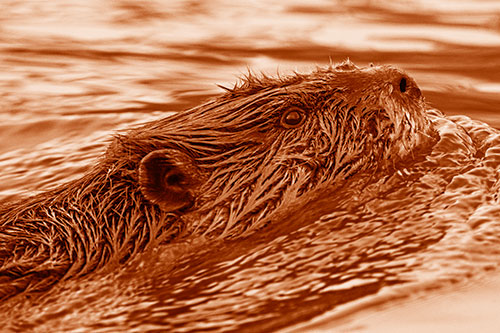 Swimming Beaver Keeping Head Above Water (Orange Shade)