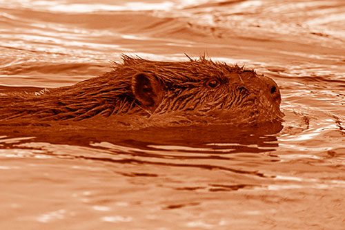Swimming Beaver Patrols River Surroundings (Orange Shade Photo)